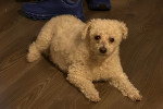 Un Maltipoo allongé sur un parquet