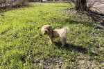 Un Maltipoo sur un terrain herbeux et tenant une balle dans sa gueule