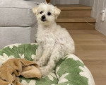 Un Maltipoo assis sur un panier
