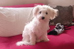 Un Maltipoo assis sur un lit