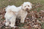 Un Maltipoo tenu en laisse sur un terrain herbeux