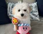Un Maltipoo assis sur un canapé