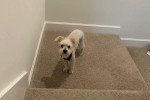 Un Maltipoo portant un harnais et regardant vers la caméra