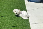 Un Maltipoo allongé sur une pelouse