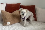 Un Maltipoo portant un harnais et se tenant sur un lit