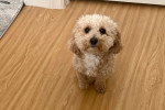 Un Maltipoo assis sur un parquet