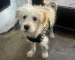 Un Maltipoo portant un pull-over pour chien et regardant vers la caméra