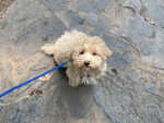Un Maltipoo assis et tenu en laisse