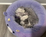 Un Maltipoo allongé dans un panier et semblant dormir