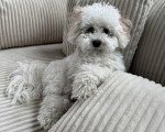 Un Maltipoo allongé sur un canapé