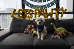 Un Maltipoo assis sur un canapé et portant un foulard autour du cou