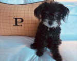 Un Maltipoo assis sur un lit