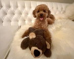 Un Maltipoo allongé sur un canapé