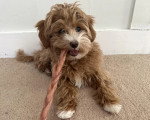 Un Maltipoo allongé sur une moquette et tenant un morceau de bois dans sa gueule