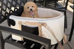 Un Maltipoo assis dans un panier et tirant la langue