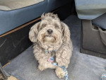Un Maltipoo allongé dans un véhicule