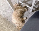 Un Maltipoo allongé sur une moquette et semblant dormir