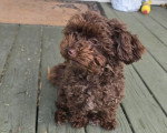 Un Maltipoo assis sur un plancher en bois