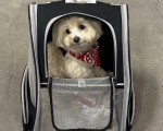 Un Maltipoo à l'intérieur d'un sac