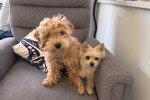 Deux Maltipoo assis sur un fauteuil