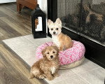 Deux Maltipoo assis et regardant vers la caméra