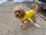 Un Maltipoo portant un gilet tenu en laisse