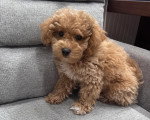 Un Maltipoo assis sur un canapé