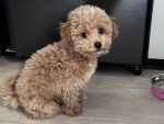 Un Maltipoo assis sur un parquet