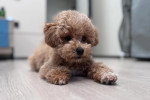 Un Maltipoo allongé sur un parquet