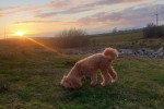Un Maltipoo reniflant le sol