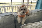 Un Maltipoo allongé sur un coussin