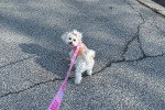 Un Maltipoo tenu en laisse dans la rue
