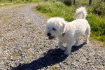 Un Maltipoo marchant sur des gravillons et tirant la langue