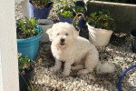 Un Maltipoo assis sur des gravillons et ayant la gueule légèrement ouverte