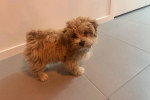 Un Maltipoo sur un sol carrelé