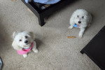 Deux Maltipoo assis sur une moquette et regardant vers la caméra