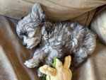 Un Maltipoo allongé sur un lit et semblant dormir