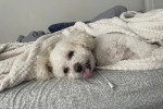 Un Maltipoo allongé sur un lit et regardant vers la caméra