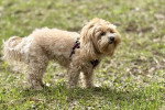 Un Maltipoo sur un terrain herbeux et portant un harnais