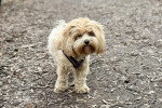 Un Maltipoo sur un sol jonchés de feuilles mortes et portant un harnais