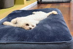 Un Maltipoo allongé sur un grand coussin 