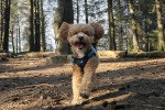 Un Maltipoo courant et portant un harnais