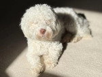 Un Maltipoo allongé sur une moquette