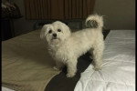 Un Maltipoo sur un lit