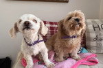 Deux Maltipoo assis sur un lit et portant chacun une ceinture autour du cou