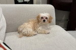 Un Maltipoo allongé sur un canapé