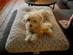 Un Maltipoo allongé sur un lit