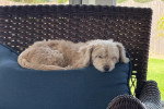 Un Maltipoo allongé sur un coussin
