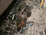 Un Maltipoo allongé sur un tapis