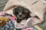 Un Maltipoo allongé sous une couverture